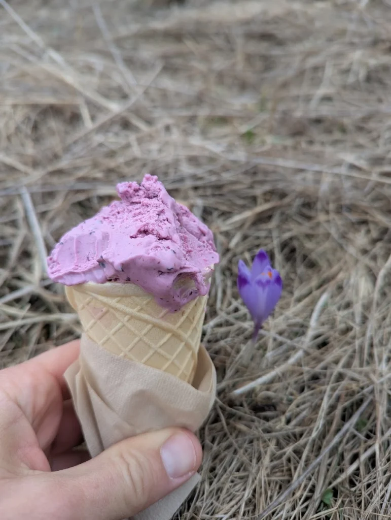 Lódgór lody z mleka owczego — zdjęcie 5